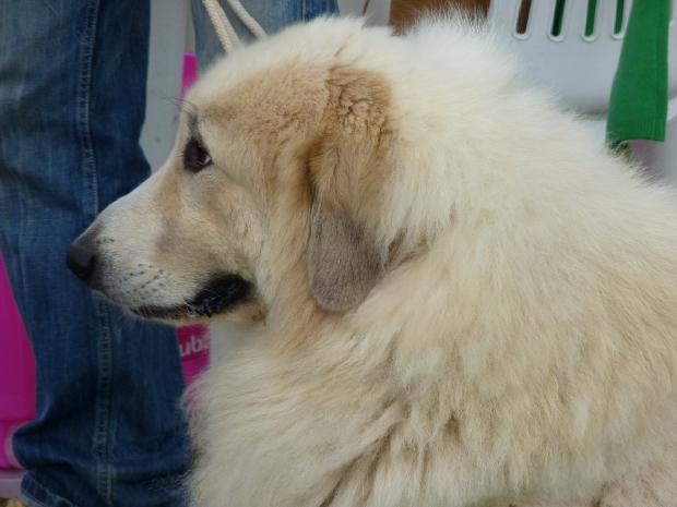 Cão de Montanha dos Pirinéus