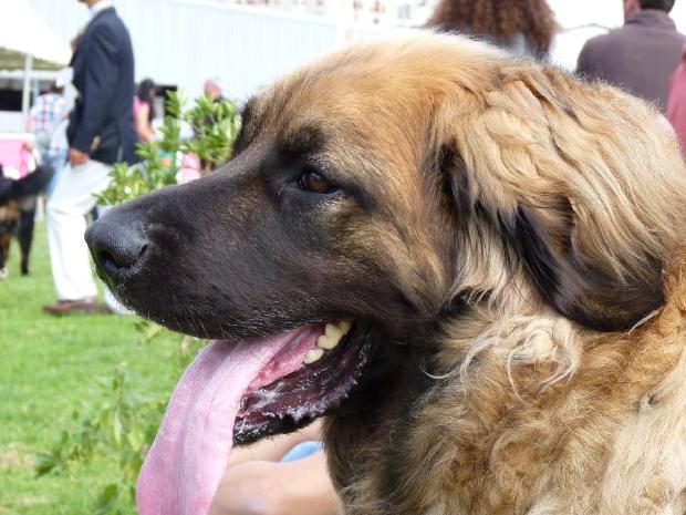 Leonberger