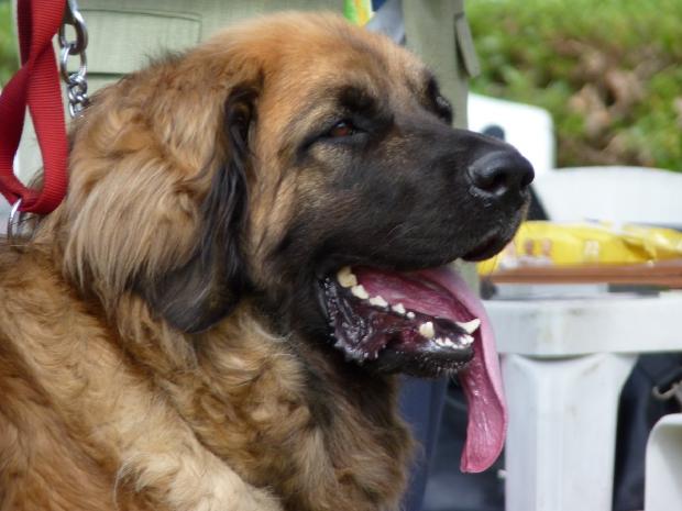 Leonberger