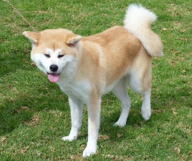 Akita Inu