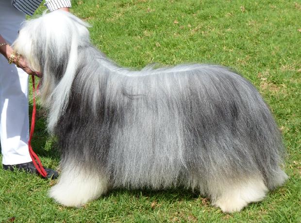 Bearded Collie