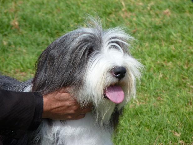 Bearded Collie