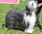 Cães