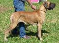 Dogue Alemão