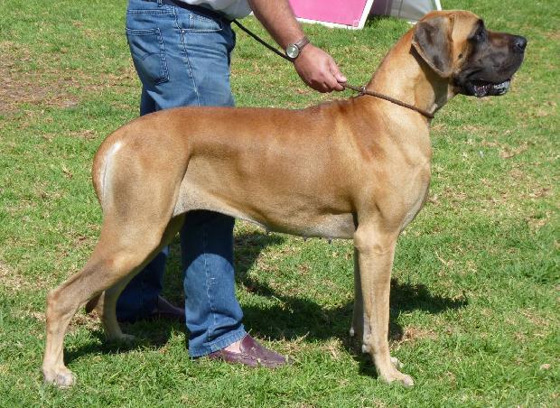 Dogue Alemão