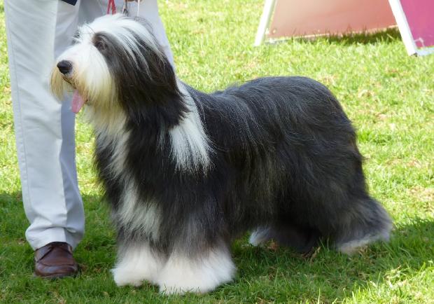 Bearded Collie