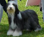 Criadores de cães Bearded Collie