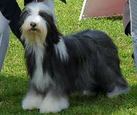 Criadores de cães Bearded Collie