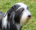 Bearded Collie