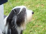 Cães