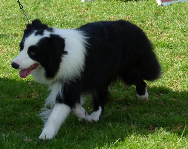 Border Collie