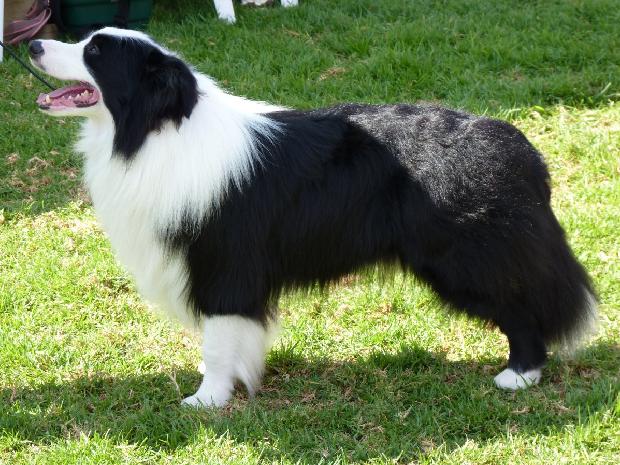 Border Collie