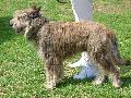 Cão de Pastor da Picardia