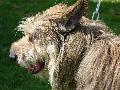 Cão de Pastor da Picardia