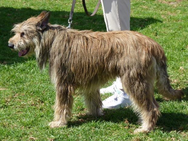 Cão de Pastor da Picardia