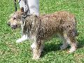 Cão de Pastor da Picardia