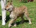 Cão de Pastor da Picardia
