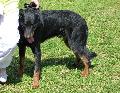 Cão de Pastor de Beauce