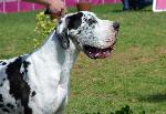 Cães