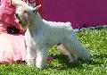 Schnauzer Miniatura Branco