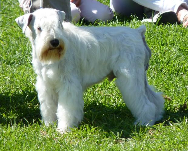 Schnauzer Miniatura Branco