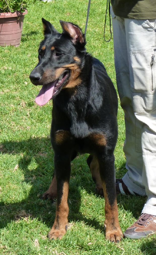 Cão de Pastor de Beauce