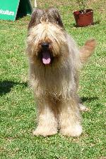Cães
