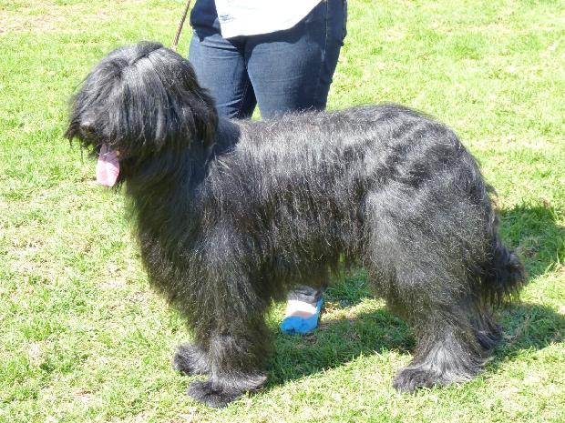 Cão de Pastor de Brie