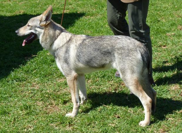 Cão Lobo Checoslovaco
