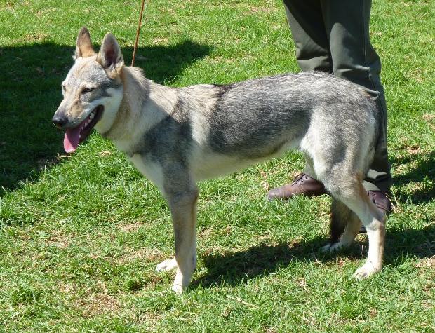 Cão Lobo Checoslovaco