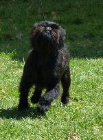 Cães