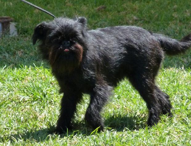Griffon Belga