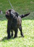 Griffon Belga