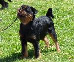 Cães