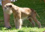 Cães