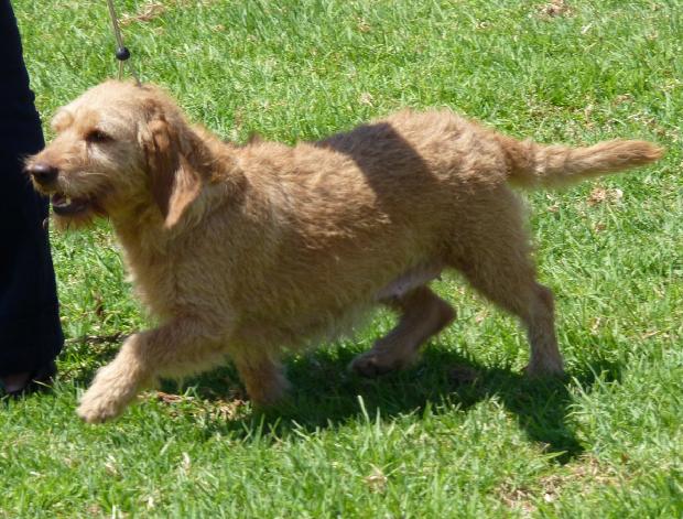 Basset Fauve de Bretagne