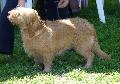 Basset Fauve de Bretagne