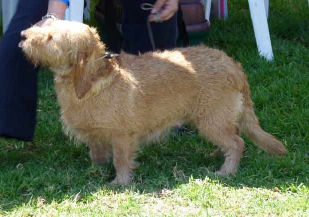 Basset Fauve de Bretagne