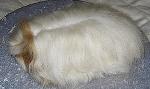 Texel e Merino