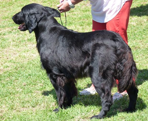 Flat-Coated Retriever