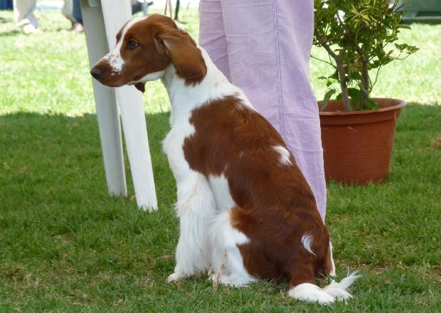 Welsh Springer Spaniel