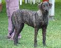 Cão de Castro Laboreiro