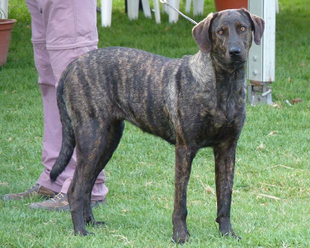 Cão de Castro Laboreiro