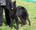 Cão de Pastor Belga Groenendael