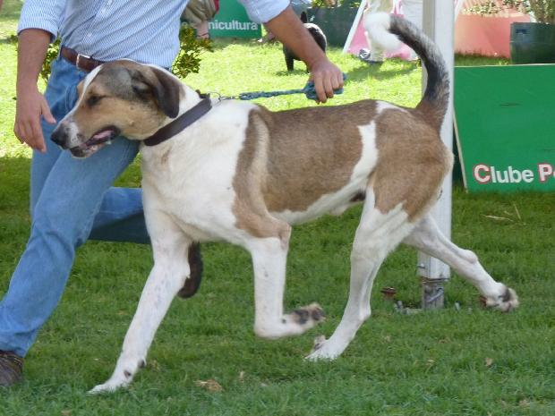 Cão de Gado Transmontano