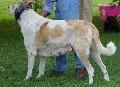 Cão de Gado Transmontano