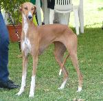 Cães