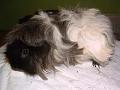 Mohair