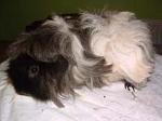 Alpaca e Mohair