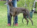 Galgo Espanhol